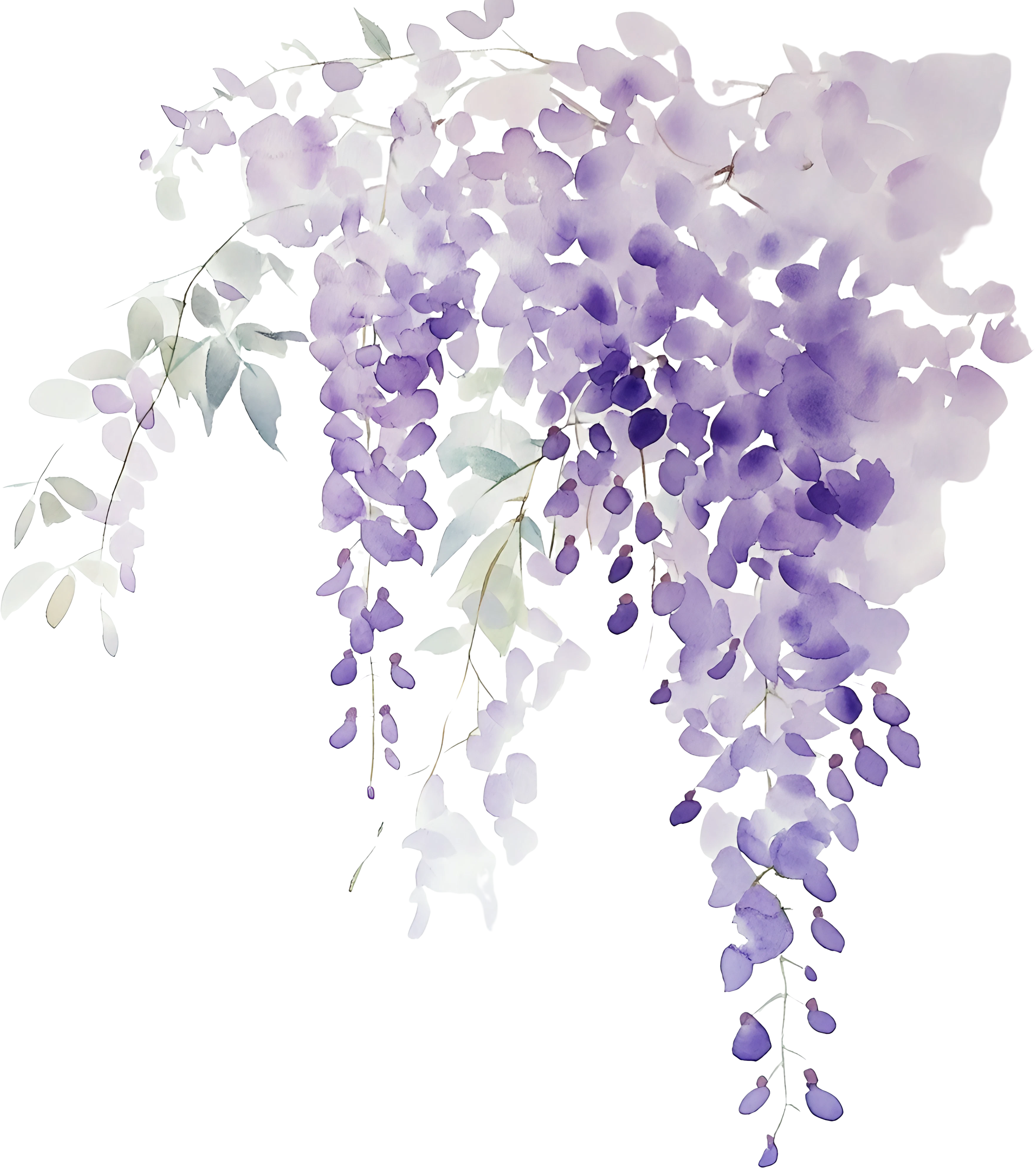 Flor Wisteria